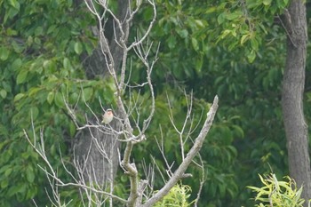 ノゴマ 石狩 茨戸川 2023年6月17日(土)