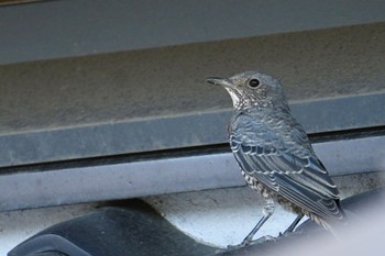 Blue Rock Thrush 豊島(香川県) Fri, 7/21/2023