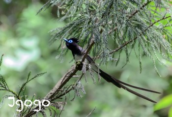 Black Paradise Flycatcher 八王子城跡 Fri, 5/26/2023