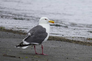 Mon, 7/17/2023 Birding report at ウトロ漁港