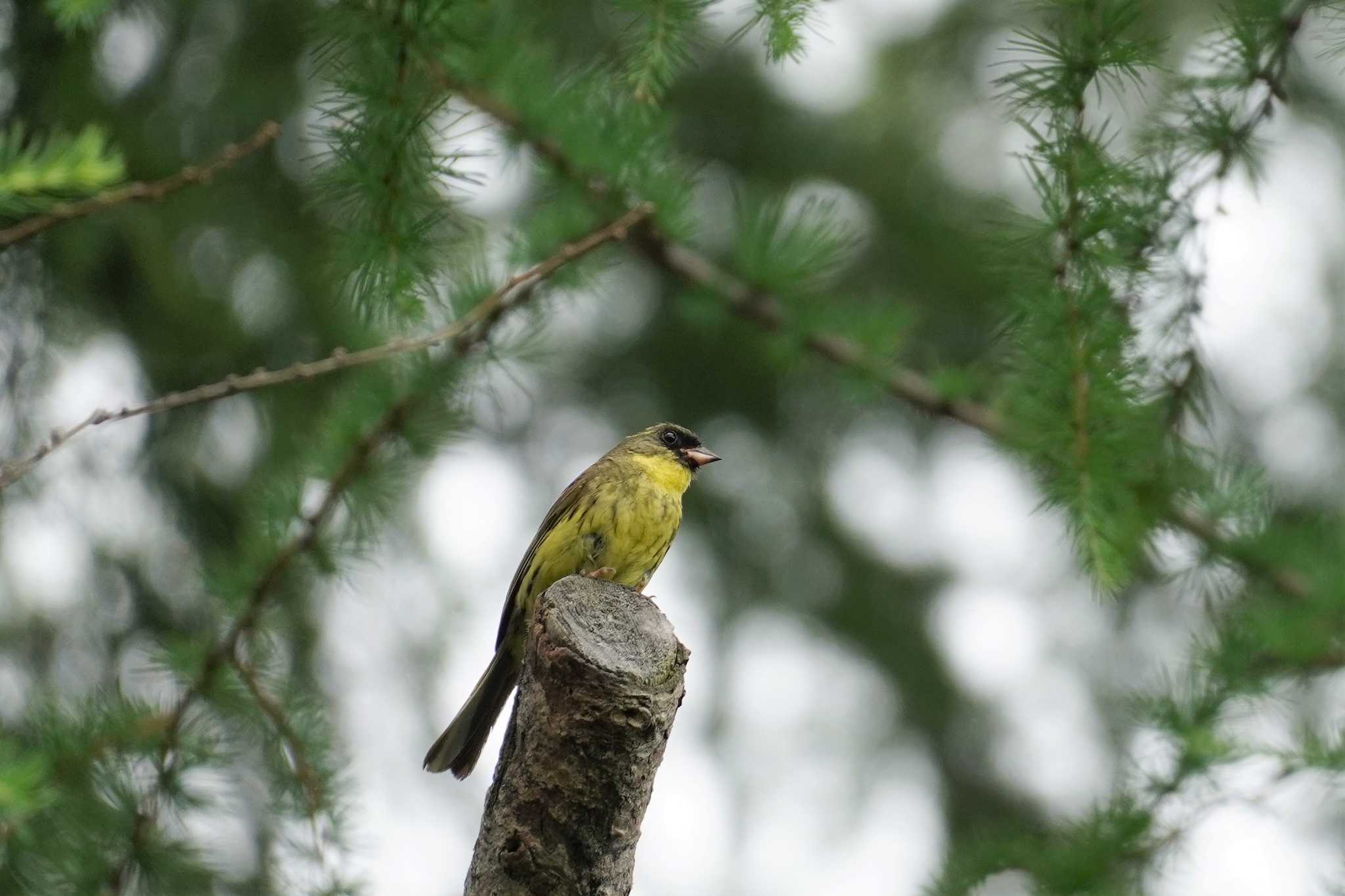 Masked Bunting