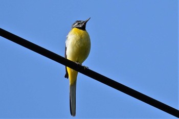 Mon, 7/17/2023 Birding report at 斜里町