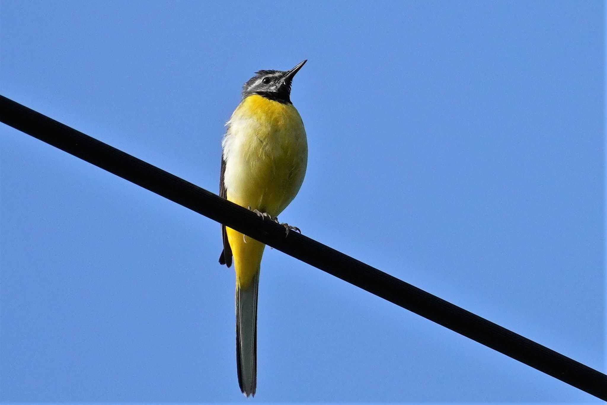 Grey Wagtail