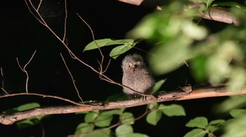 コノハズク 八東ふる里の森 2023年7月22日(土)