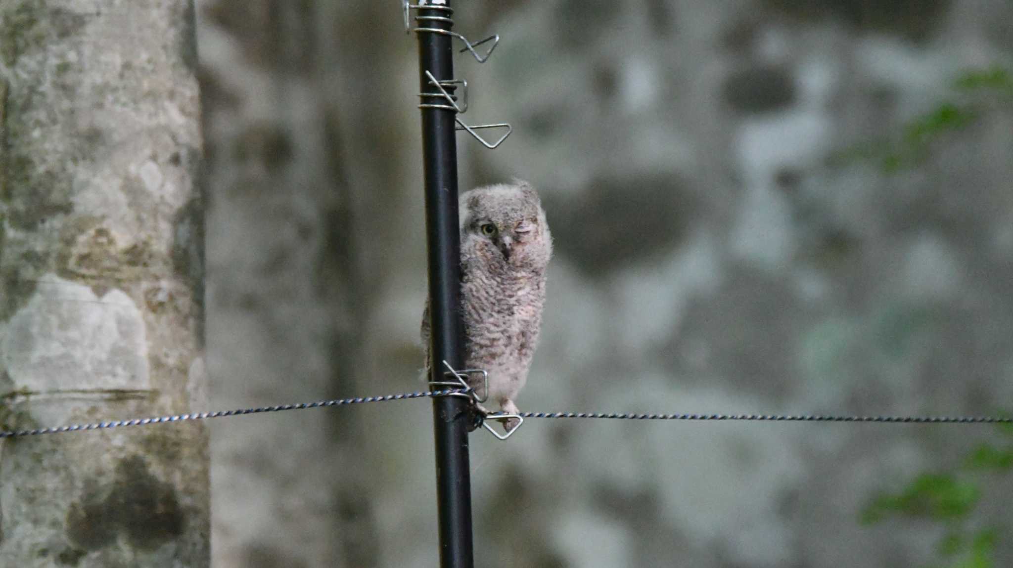 Oriental Scops Owl