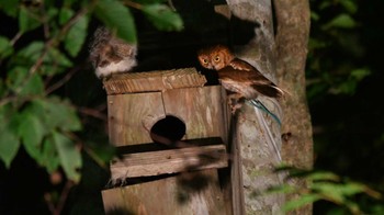 Oriental Scops Owl 八東ふる里の森 Sat, 7/22/2023