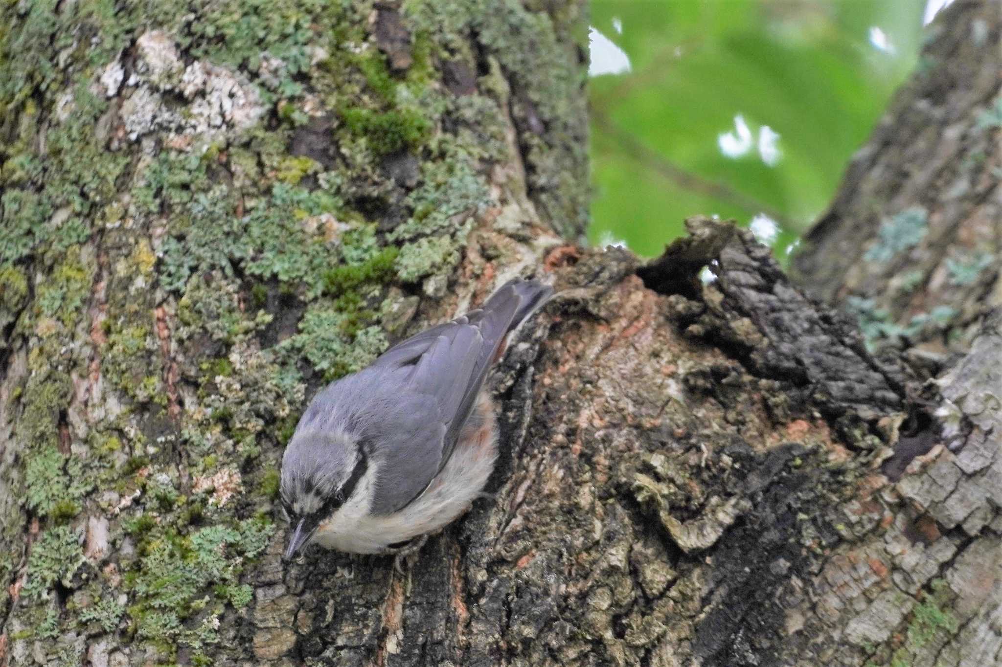 Eurasian Nuthatch