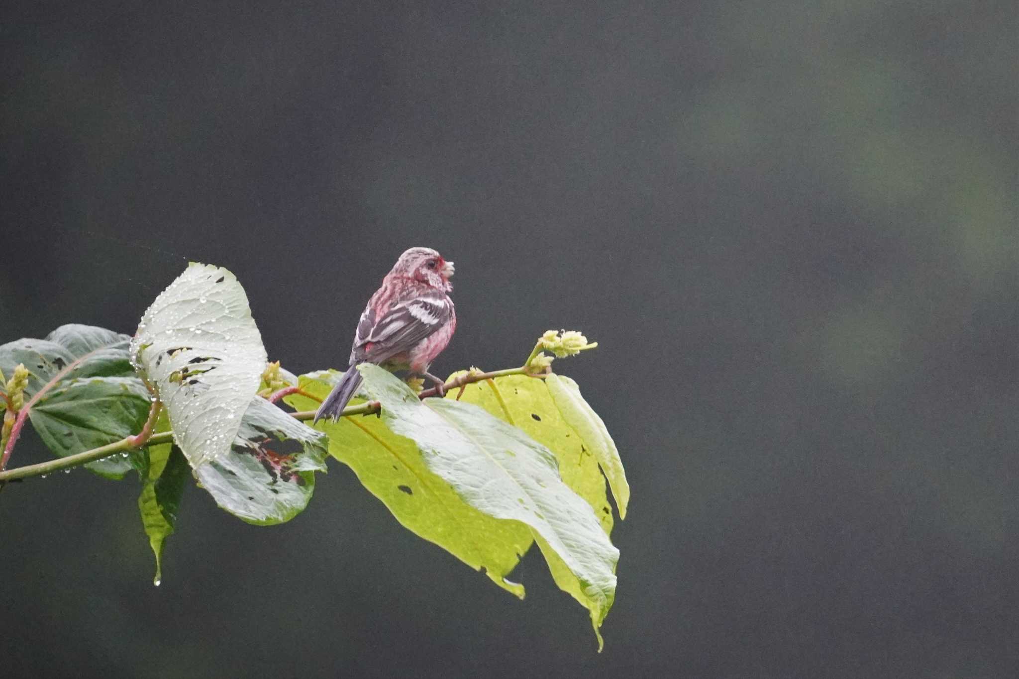 Siberian Long-tailed Rosefinch