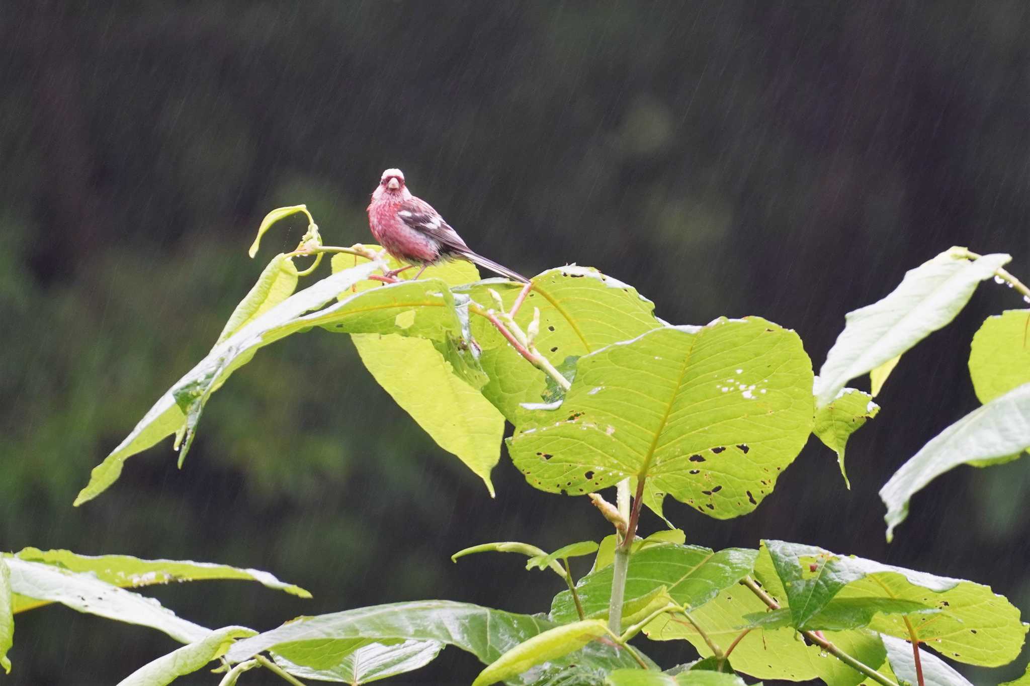 小雨の中で by jasmine