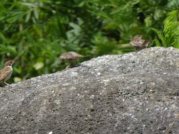 Eurasian Tree Sparrow Kasai Rinkai Park Thu, 8/16/2018