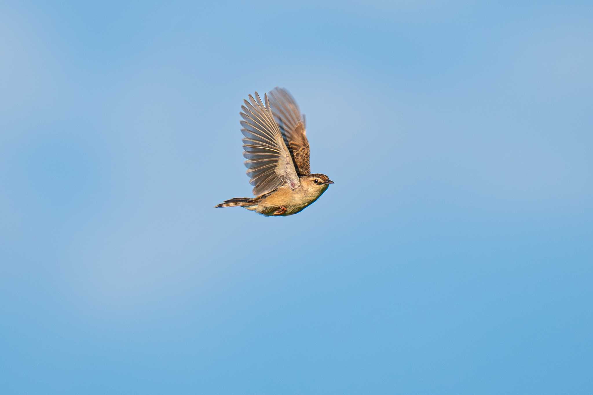 馬入ふれあい公園 セッカの写真 by Tosh@Bird