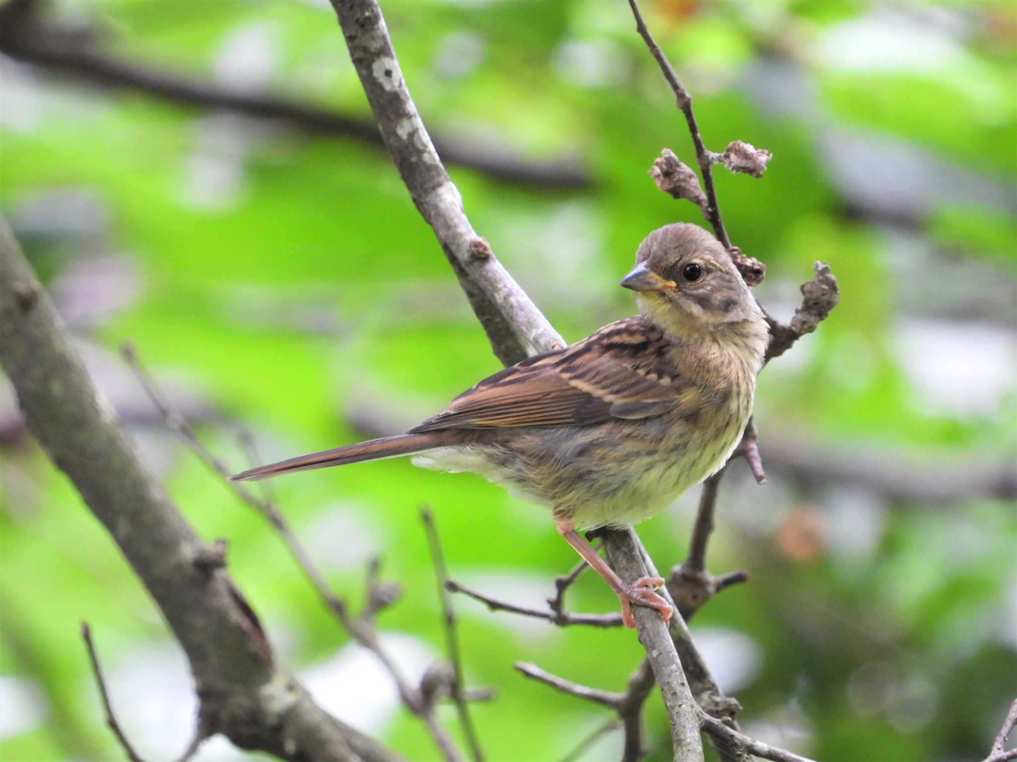 Photo of Masked Bunting at 舘野公園(青森県六戸町) by 緑の風