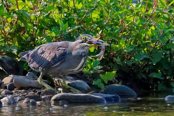 Striated Heron 埼玉県 Sun, 7/23/2023