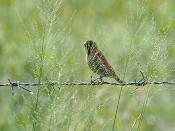 Scaly-breasted Munia Kaeng Krachan National Park Fri, 6/30/2023