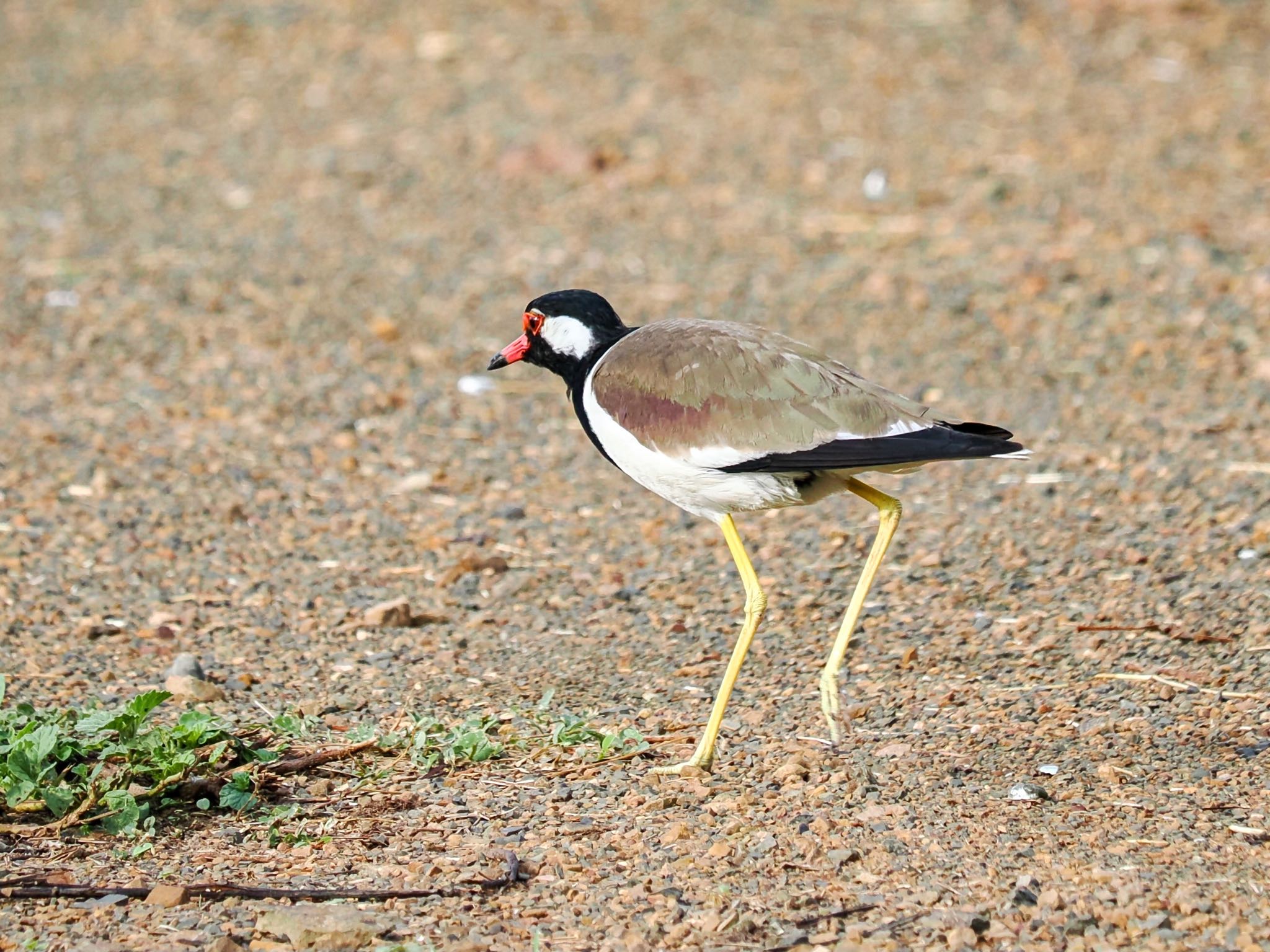 Photo of Red-wattled Lapwing at Kaeng Krachan National Park by クロやん