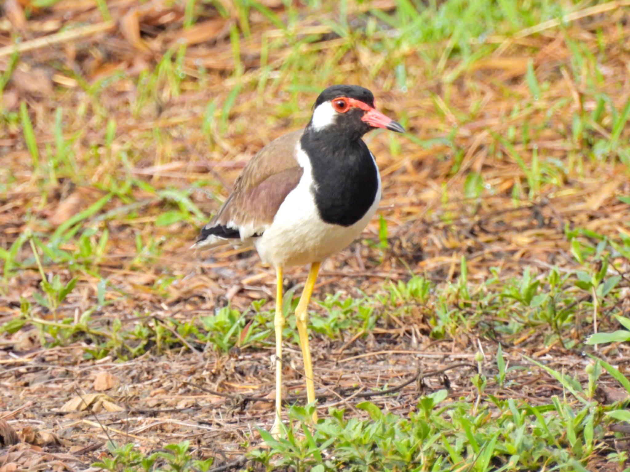 Red-wattled Lapwing