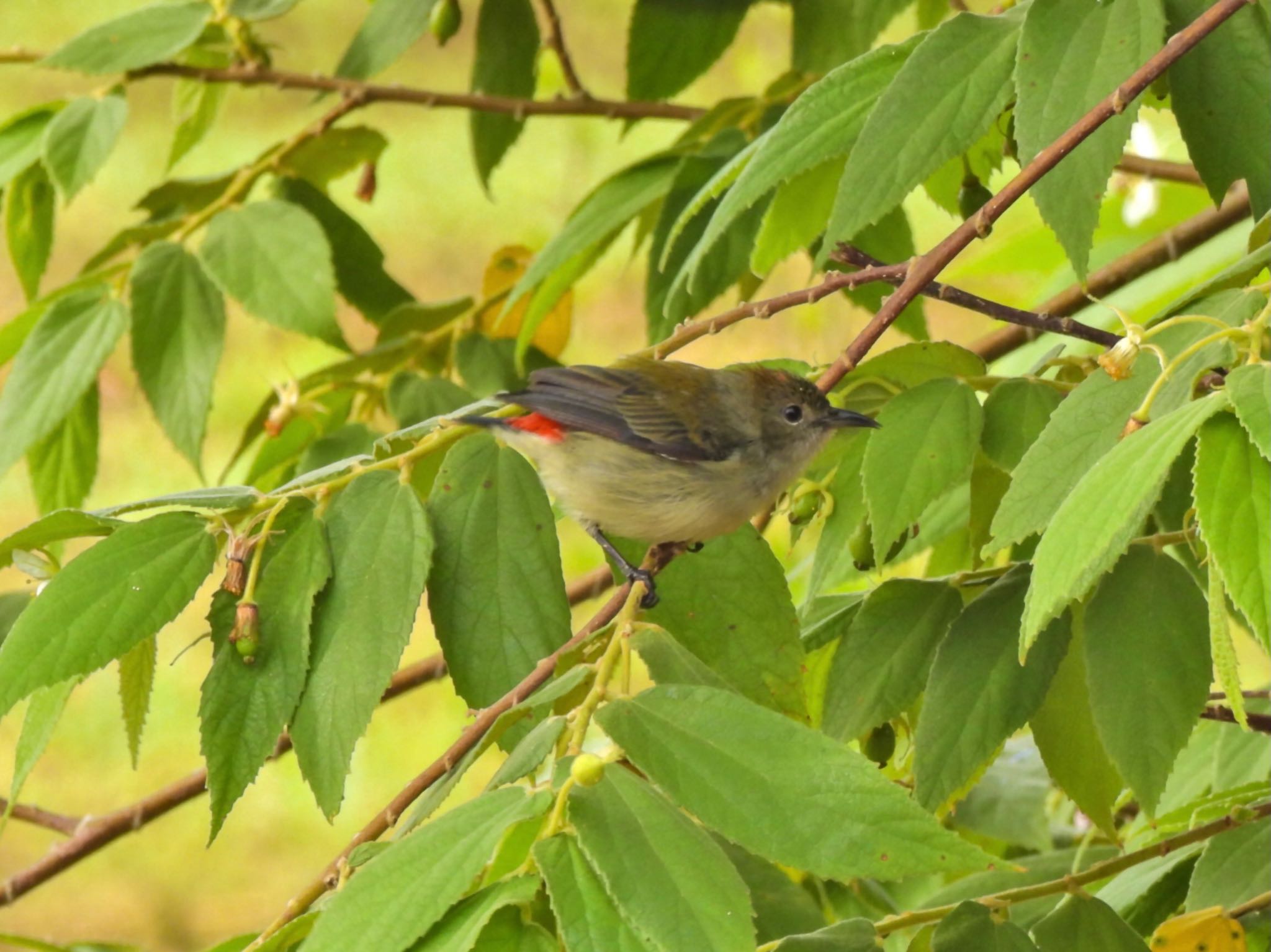 Scarlet-backed Flowerpecker