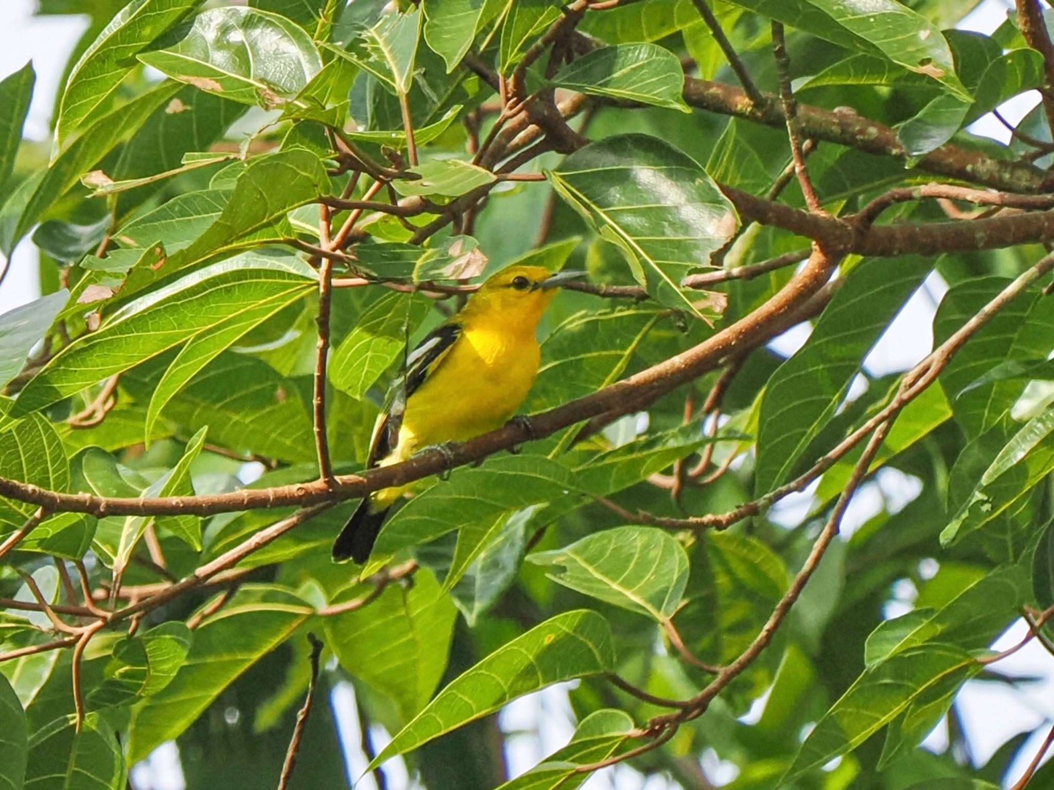 Common Iora