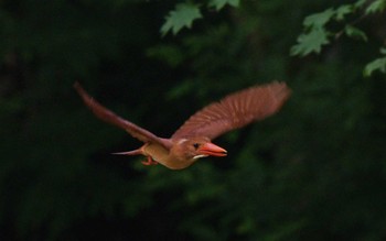 Ruddy Kingfisher Unknown Spots Fri, 7/21/2023