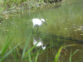 コサギ 葛西臨海公園 2018年8月16日(木)