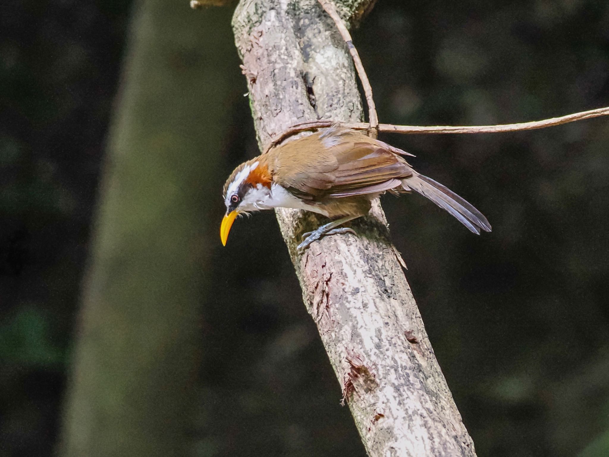 White-browed Scimitar Babbler