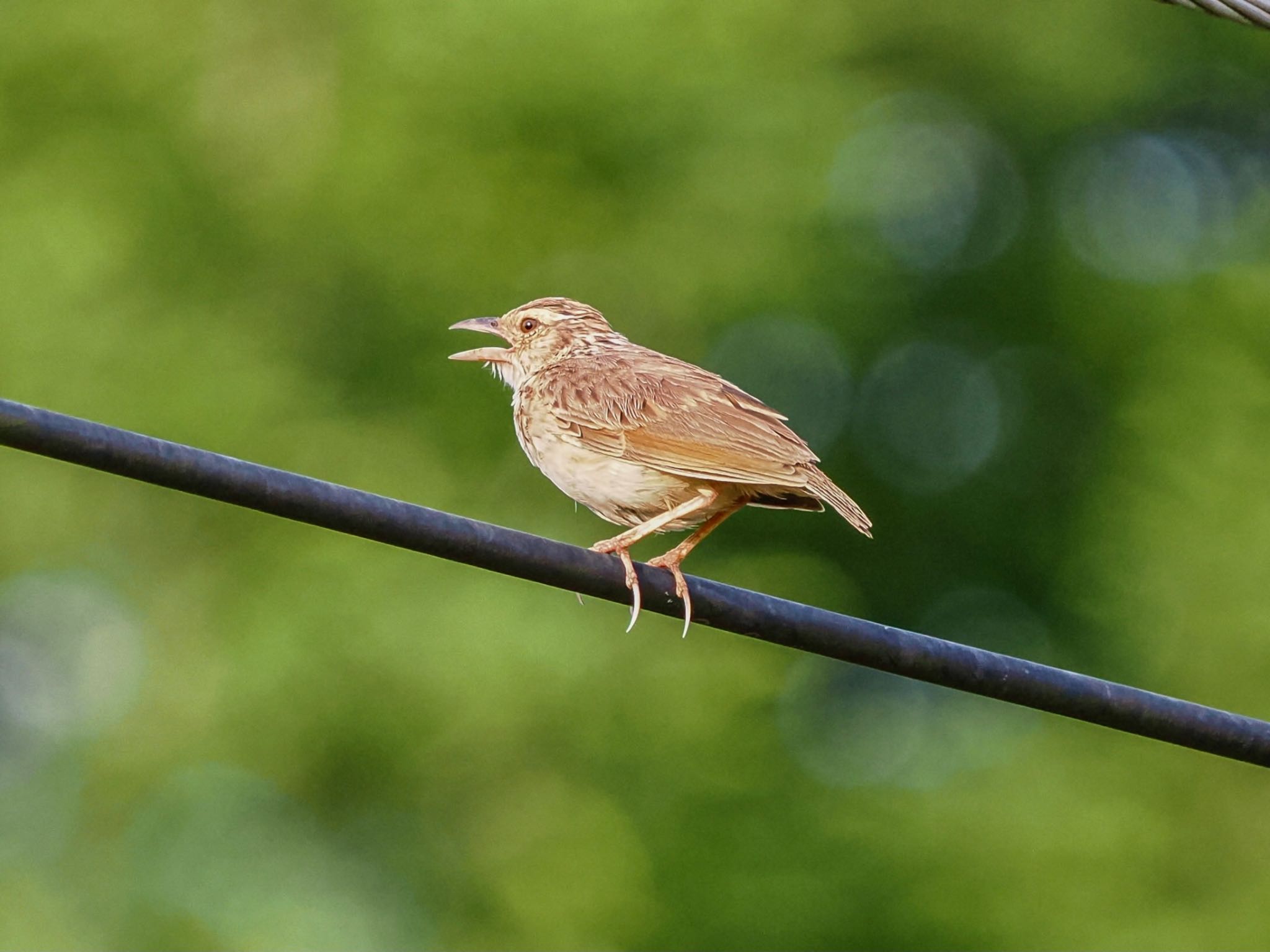 Indochinese Bush Lark