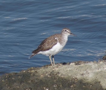 2023年7月26日(水) 東京港野鳥公園の野鳥観察記録