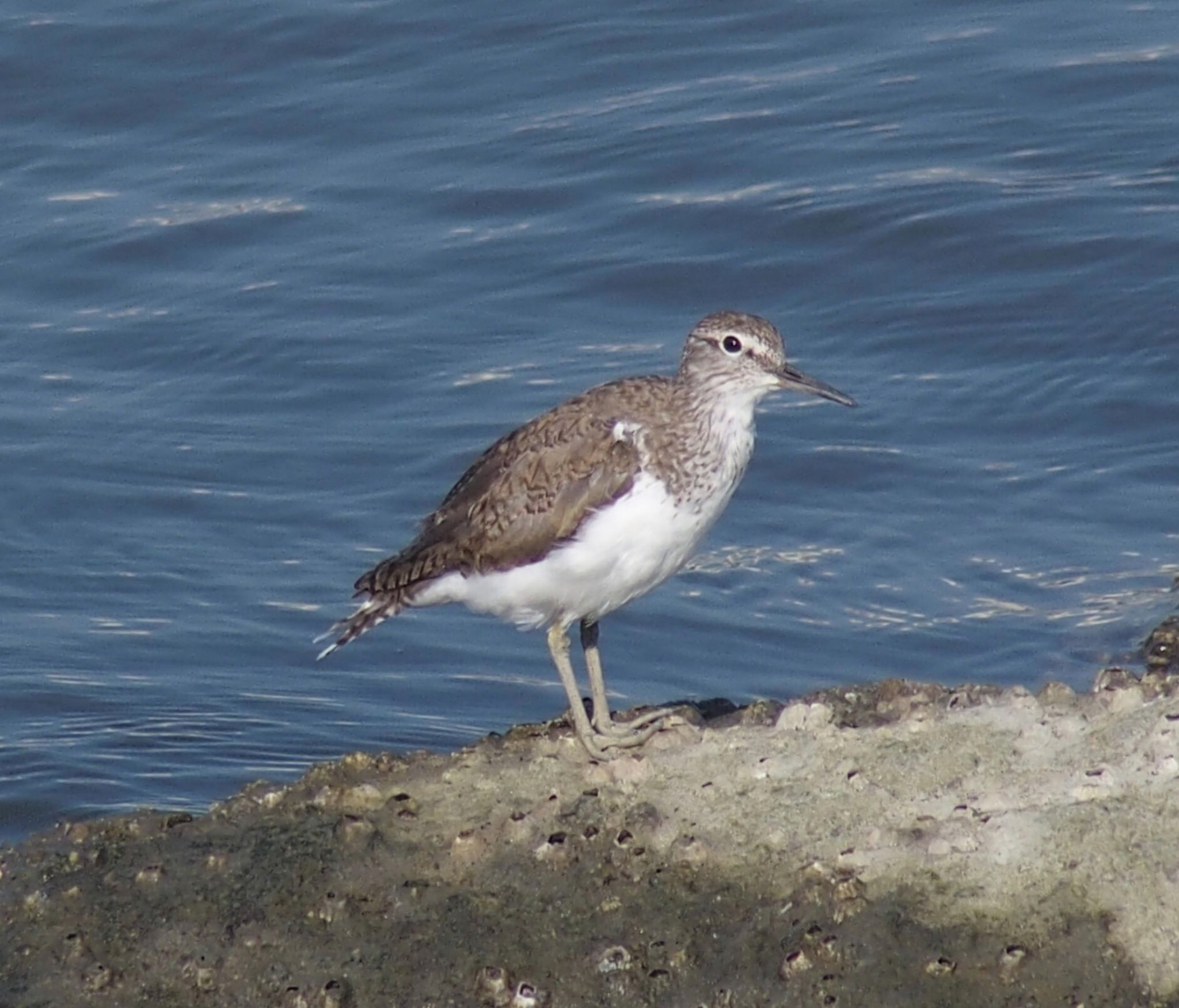 Common Sandpiper