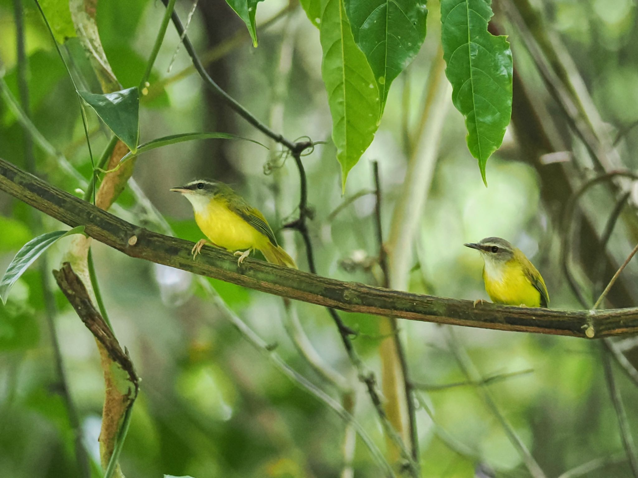 Yellow-bellied Warbler