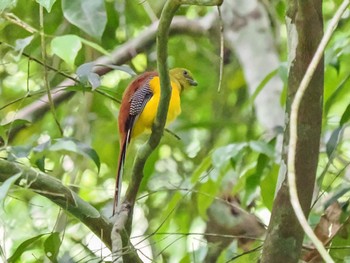 Orange-breasted Trogon Kaeng Krachan National Park Fri, 6/30/2023