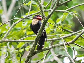 Dusky Broadbill Kaeng Krachan National Park Fri, 6/30/2023