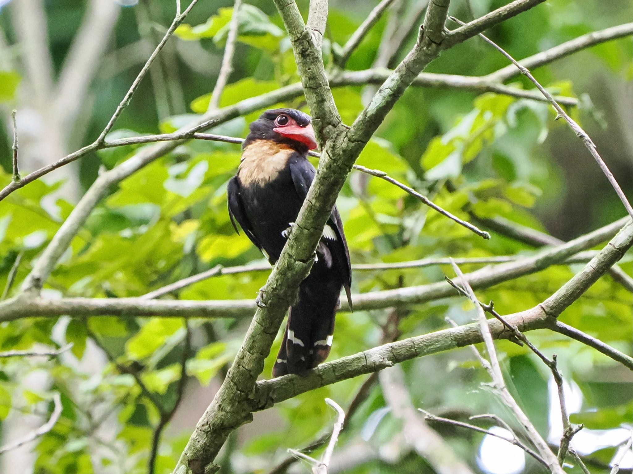 Dusky Broadbill