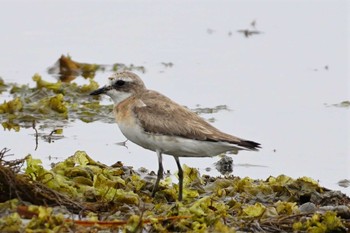 Tue, 7/18/2023 Birding report at Notsuke Peninsula