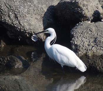 コサギ 東京港野鳥公園 2023年7月26日(水)