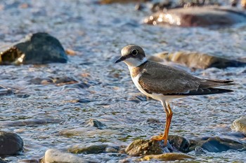 Long-billed Plover 入間川 Sun, 7/23/2023