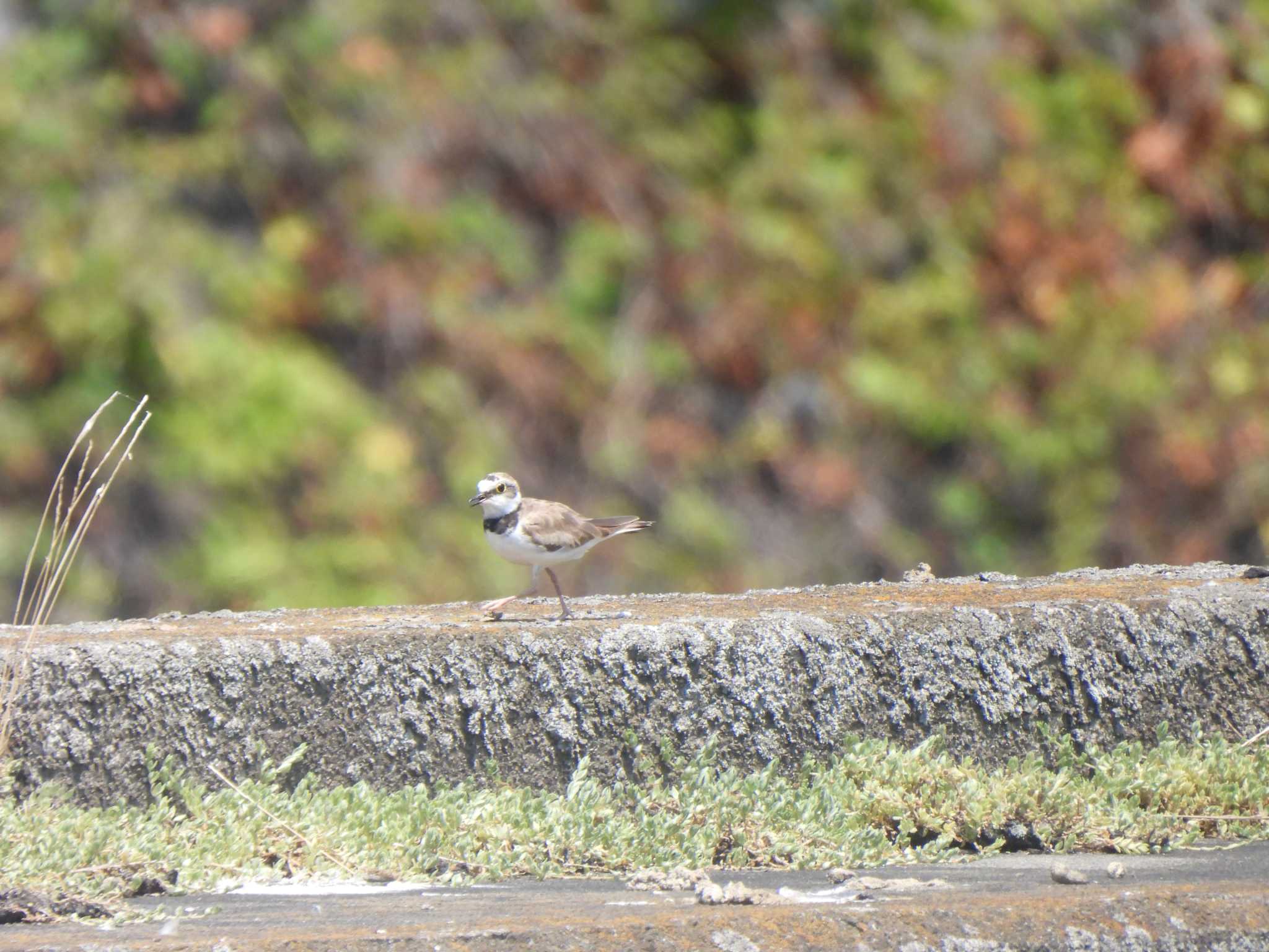 Little Ringed Plover