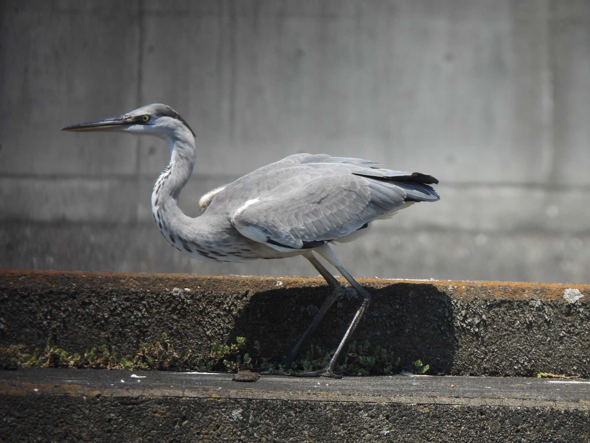 Grey Heron