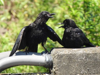 2023年7月26日(水) 金井遊水地(金井遊水池)の野鳥観察記録