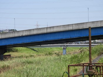 カワラバト 金井遊水地(金井遊水池) 2023年7月26日(水)