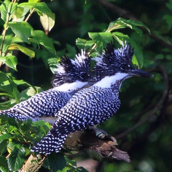 Crested Kingfisher 野辺山高原 Tue, 8/14/2018