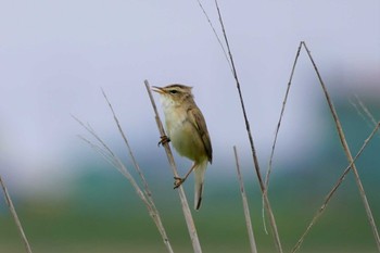 Black-browed Reed Warbler Notsuke Peninsula Tue, 7/18/2023