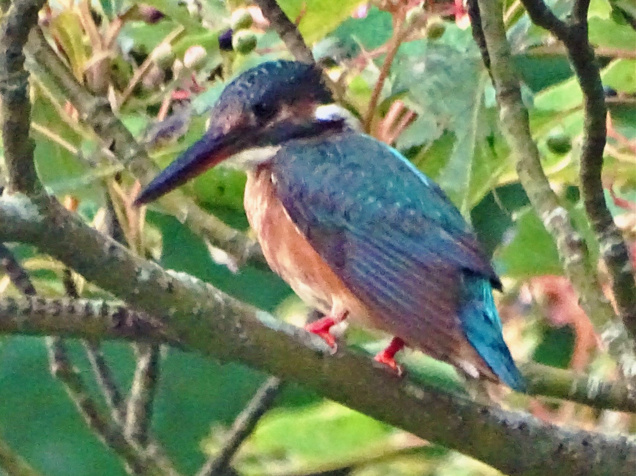 舞岡公園 カワセミの写真