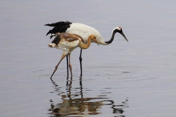 Red-crowned Crane 風連湖 Tue, 7/18/2023