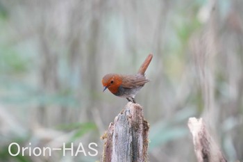 Japanese Robin 山梨県 Thu, 5/18/2023