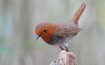 Japanese Robin 山梨県 Thu, 5/18/2023