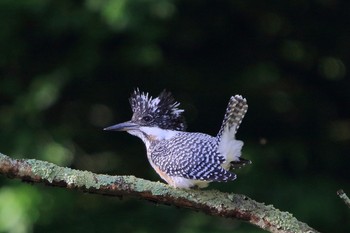 Crested Kingfisher 野辺山高原 Tue, 8/14/2018