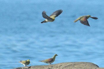 White-bellied Green Pigeon 照ヶ崎海岸 Mon, 7/24/2023