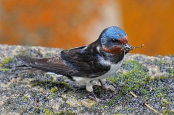 Barn Swallow 松之山 Sat, 6/24/2023