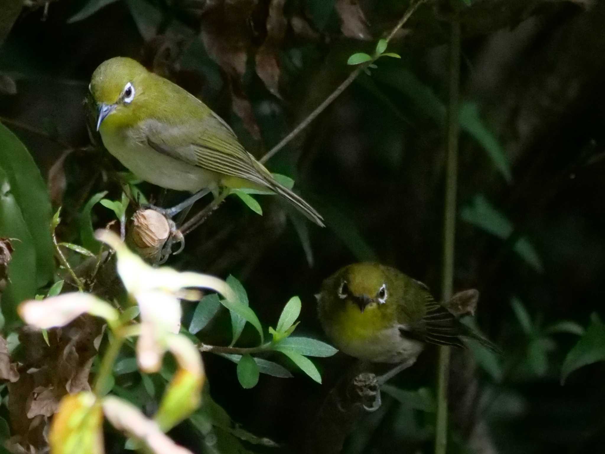 なぜ、にらみを利かせているのだろう・・ by little birds