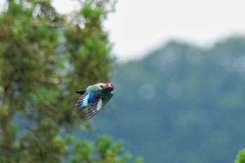 ブッポウソウ 松之山 2023年6月24日(土)